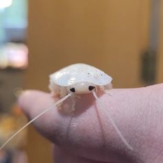 All white Madagascar hissing cockroach with big black eyes on finger Aesthetic Cockroach, Isopod Pfp, Pretty Cockroach, Hissing Roach, Albino Cockroach, Cockroach Aesthetic, Bug Pfp, Cute Isopod, Cute Cockroach