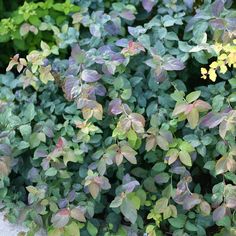 some very pretty plants with green and purple leaves