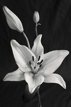 a black and white photo of a flower