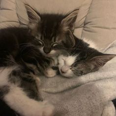 two kittens cuddle together on a white blanket in the middle of a chair