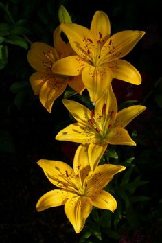 yellow lilies are blooming in the dark