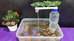 a plastic container filled with water and rocks next to a potted plant on top of a purple table cloth