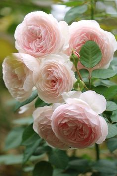 pink roses are blooming in the garden