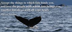 a whale tail in the water with a quote about being afraid to see what's behind it