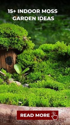 an outdoor moss garden is shown with the words read more