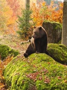 a brown bear sitting on top of a mossy rock covered in leaves and trees