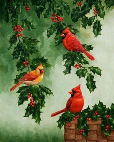 three cardinal birds sitting on top of holly covered branches with red berries and green leaves