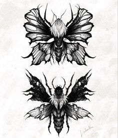 three black and white drawings of moths