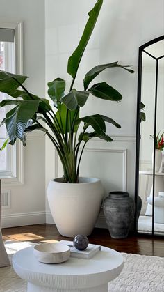 a living room with a large potted plant in the center and other decorations on the floor