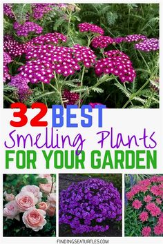 flowers with the title 32 best smelling plants for your garden in purple and pink colors