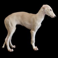 Borzoi Puppy Borzoi Puppies, Borzoi Puppy, Dog Breed, Puppies For Sale, How To Find, Dog Breeds, Hunting, Horses