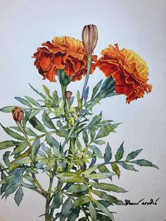 a painting of two orange flowers on a white background with green leaves and stems in the foreground