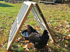 a chicken is standing in the grass next to a water bowl and an easel