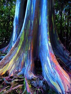 colorful trees in the forest are painted with colors