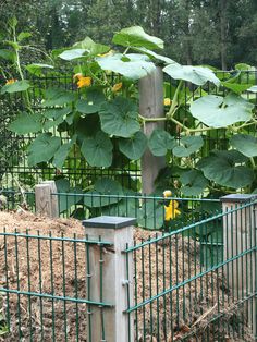 Pumpkin Garden Ideas: Vibrant Yellow Flowers Climb a Wooden Post Pumpkins On A Trellis