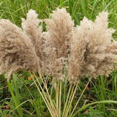 some brown and white plants in the grass