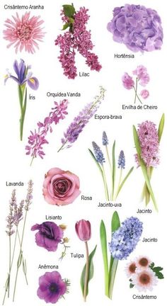 various flowers and their names are shown in this image, with the words lavender on it