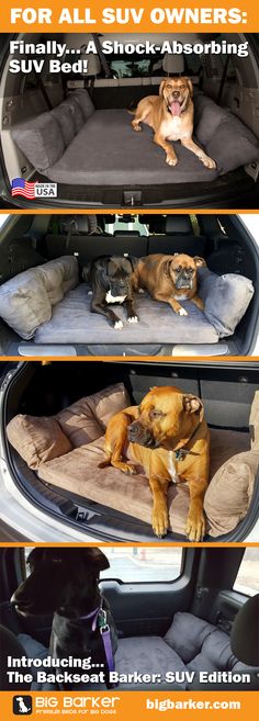 two dogs laying in the back of a car