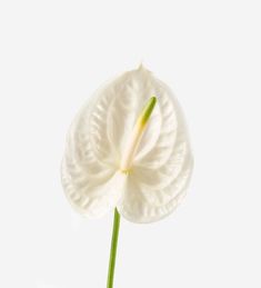 a white flower with green stems on a white background