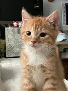 an orange and white kitten sitting on top of a bed