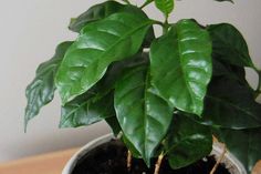 a potted plant sitting on top of a wooden table