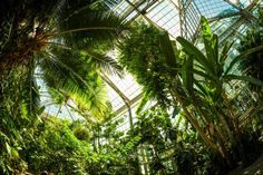 the inside of a large greenhouse with lots of trees and plants on it's walls