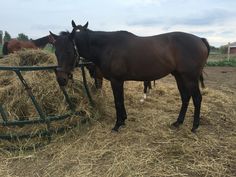 two horses are eating hay in the field