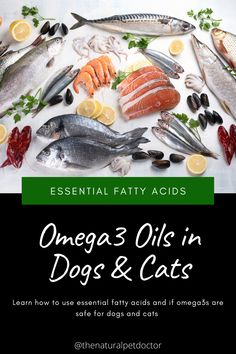 fatty fish and omega3 benefits for your pets Green Lipped Mussel, Flaxseed Oil, Healthy Cat Treats, Health Guide, Essential Fatty Acids, Cat Health