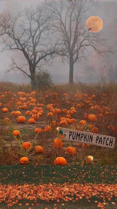 a field full of pumpkins with a sign in the foreground that says pumpkin patch