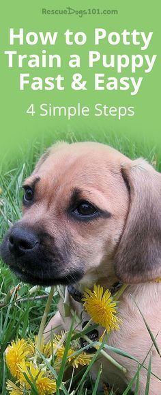 a puppy laying in the grass with dandelions on it's head and title how to potty train a puppy fast & easy 4 simple steps