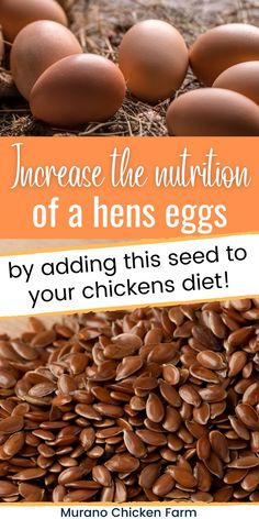 Flax seeds and brown eggs Garden And Chickens, Feeding Chickens, Chicken Feed For Laying Hens, Raising Chickens For Eggs, Diy Chicken Feed Recipes, Homemade Chicken Feed, What To Feed Chickens For Best Eggs, Chicken Feed Recipe, Feeding Chickens Oatmeal