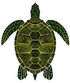 a green sea turtle is shown on a white background