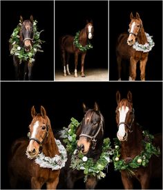 four photos of horses wearing wreaths and garlands on their heads, with one horse looking at the camera