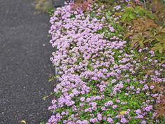 purple flowers growing on the side of a road