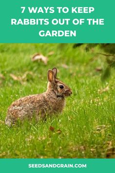 a rabbit sitting in the grass with text that reads 7 ways to keep rabbits out of the garden