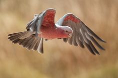 a red and white bird flying in the air with it's wings spread out