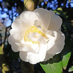 Camellia sasanqua 'Asakura' ~ Asakura Camellia-ServeScape Attracting Butterflies, Camellia Japonica