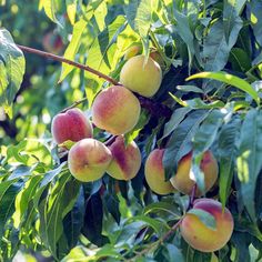 several peaches growing on the branches of trees