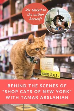 an orange cat standing on top of a shelf in a store next to a sign that says behind the scenes of shop cats of new york with tamr