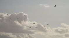 a flock of birds flying in the sky with clouds behind them on a sunny day