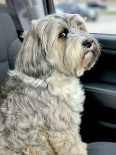 a dog sitting in the passenger seat of a car