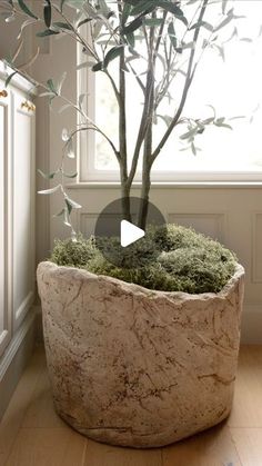 a bonsai tree in a stone pot with moss growing on it's sides