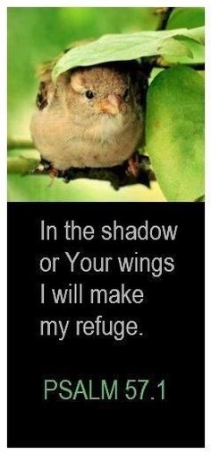 a small bird sitting on top of a green leaf covered tree branch with the words, in the shadow or your wings i will make my refuge