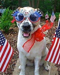 a dog wearing patriotic glasses sitting in front of american flags