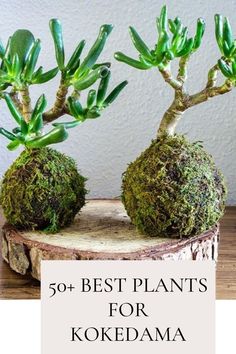 50+ Best Plants For Kokedama Marginata Plant, Inside House Plants, Unusual Planter, Dracaena Marginata, Plant Display Ideas, Beautiful Terrariums, Dragon Tree