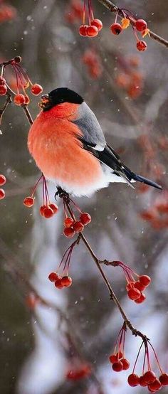 a small bird sitting on top of a tree branch with berries hanging from it's branches