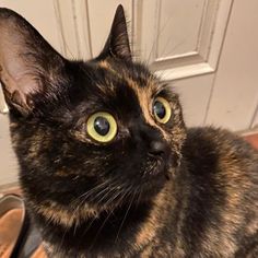 a close up of a cat near a door with its eyes wide open and looking at the camera