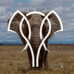 an elephant with two birds sitting on it's tusks in the middle of a field