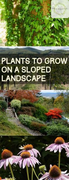 flowers and trees with the words plants to grow on a sloped landscape in front of them