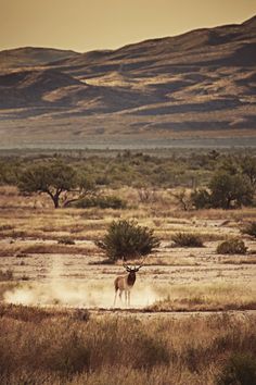 an antelope standing in the middle of a desert